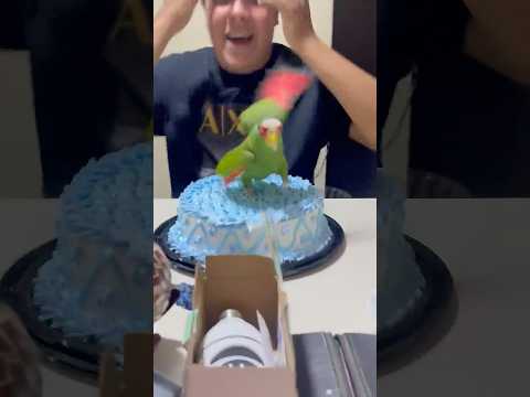 Parrot Hops Onto Cake During Celebrations Parrot Funny Bird