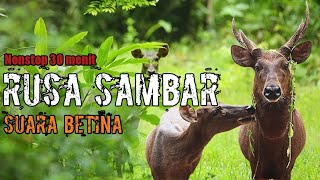 suara rusa betina memanggil jantan || junior amatir