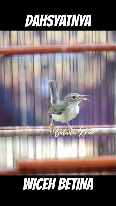 PEDESSS,,, TEMBAKAN WICEH BETINA #wiceh #kolibri #kolibrimanggar #kolibrikelapa