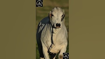 Sapi simental x brahman #cow #sapipedaging #sapimakan #animals #sapigemuk #sapilucu #sapi