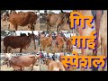 गिर गाई बाजार रेट स्पेशल/SafarBazarachi/सफर बाजाराची