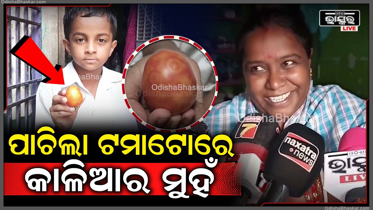 ପାଚିଲା ଟମାଟୋରେ କାଳିଆର ମୁହଁ, ଏକଥା ଅବିଶ୍ୱାସ ଲାଗୁଥିଲେ ମଧ୍ୟ ସତ କଥା