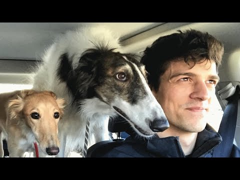 Videó: Amikor a kutya szőrménnyé válik