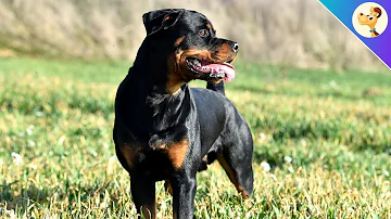 Was muss ich erfüllen um einen Rottweiler zu halten?