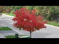 Fall 2018  - Beautiful maple leaf trees