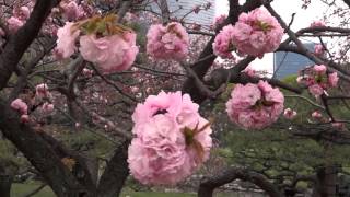 Япония. 2)Сакура парка Хамарикю в Токио/Tokyo.Sakura Hamarikyu Garden