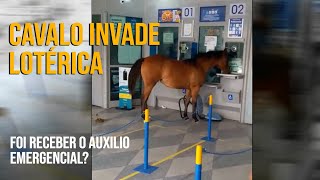 Cavalo invade lotérica, assusta clientes e vira piada na cidade de Cuité,  na PB; veja vídeo, Paraíba