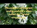 How to Care for Stephanotis | Madagascar Jasmine Plant Care, Tips &amp; Troubleshooting