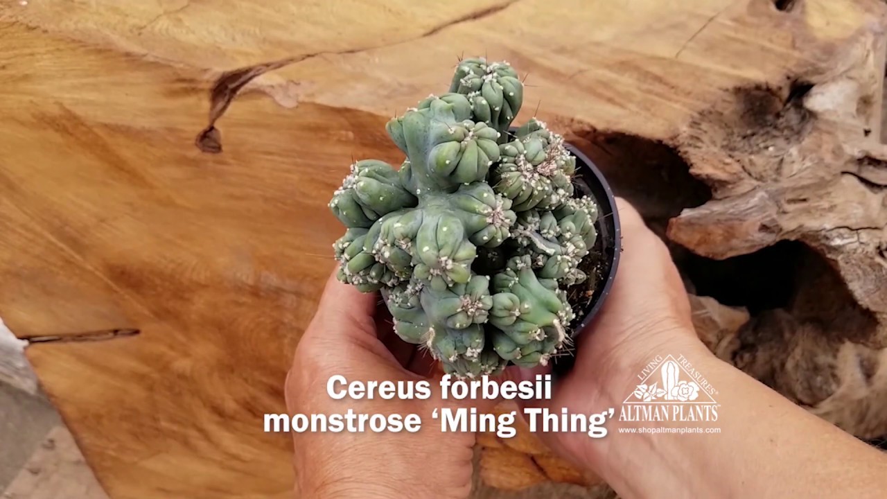 Quick Peek: Cereus forbesii monstrose 'Ming Thing'