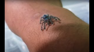 Tarantula bebe - Caribena Versicolor