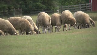 Finding Minnesota: Golfing with sheep in New York Mills