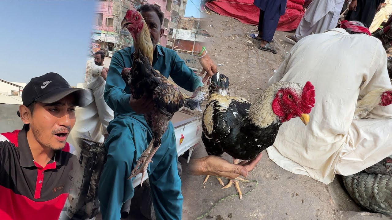 Ajj Gaiya Bachoo Wali Murgi Lena 😱 Galva Murga 