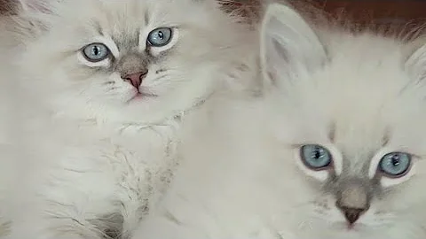 Watch the video about Super Sweet Siberian Kittens 😸 😍 8 1/2 weeks old, Cupid & Casanova #toocute #kittens #cute