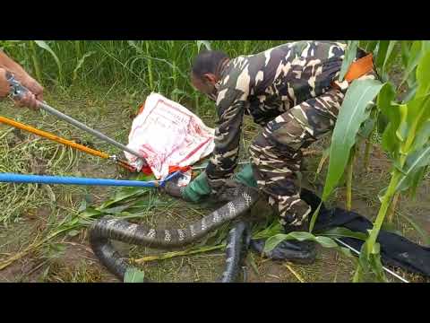 Snake Rescued by Forest Department Uttarakhand in my village...🥹