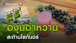 องุ่นดำหวาน สะท้านโลกันตร์ : มหาอำนาจบ้านนา (31 ม.ค. 64)