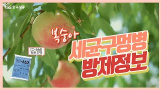 복숭아 세균구멍병 방제정보