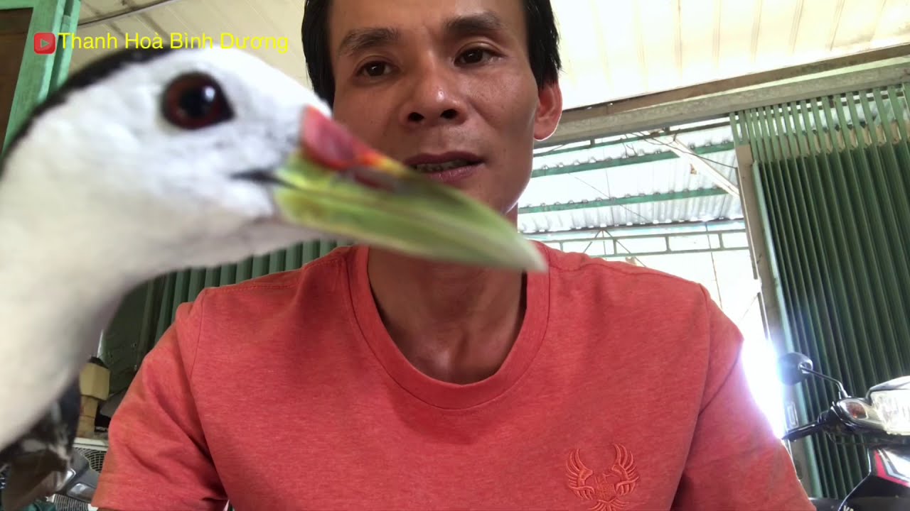 Kinh nghiệm nhìn ngoại hình để chọn quốc bổi vừa hay vừa đẹp để lên mồi