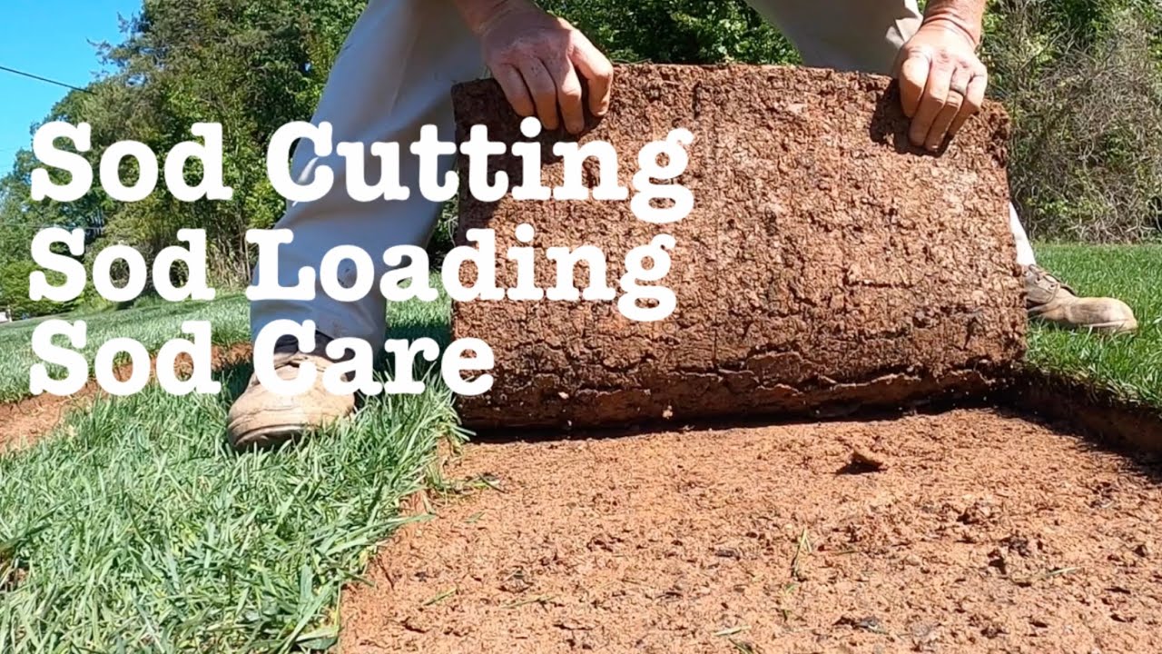 How to cut - load - water - care for sod