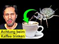 Giftige insekten pltzlich im krper nach kaffee trinken