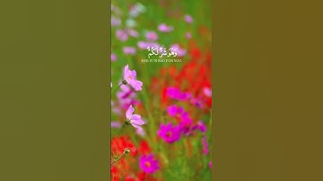 وعسى أن تكرهوا شيئا وهو خير لكم / من سورة البقرة / القارئ محمد هشام #ارح_قلبك