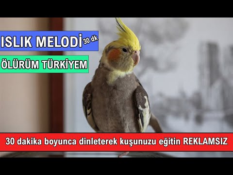 Sultan Papağanı Islık Melodisi Ölürüm Türkiyem 30 dakika Reklamsız