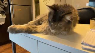 HIppy weekend! My cat had some catnip. #catnip #happycats #caturday by Born 2b Fluffy 320 views 6 months ago 1 minute, 10 seconds