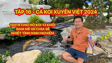 TẬP 16 -CÁ KOI XUYÊN VIỆT 2024 - 150TR CHO HỒ KOI 13 KHỐI - ĐAM MÊ VÀ CHIA SẼ NHIỆT TÌNH KINH NGHIỆM