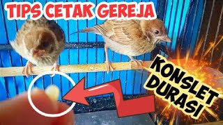 CARA MERAWAT GEREJA ANAKAN AGAR CEPAT GACOR