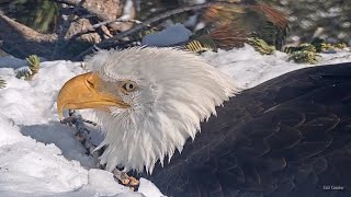 FOBBV CAM🦅Chilly & Windy☀️Raven Alert📣Jackie Zoom👀Old Trick Still Works🙃Stick On Her Back🔄2024-02-10