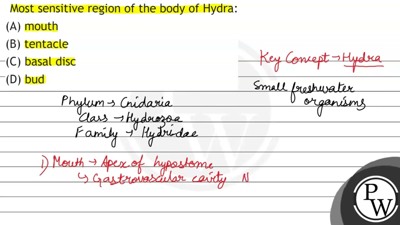 Most sensitive region of the body of Hydra: (A) mouth (B) tentacle (C) basal disc (D) bud