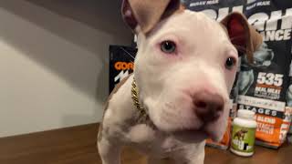 Pitbull Puppy on Bullymax - week one results #pitbullpuppy #bullymax screenshot 1