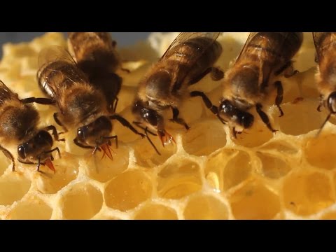 The Bee Dance