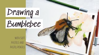 Drawing a Bumblebee for the first time - with soft pastels and pastel pencils