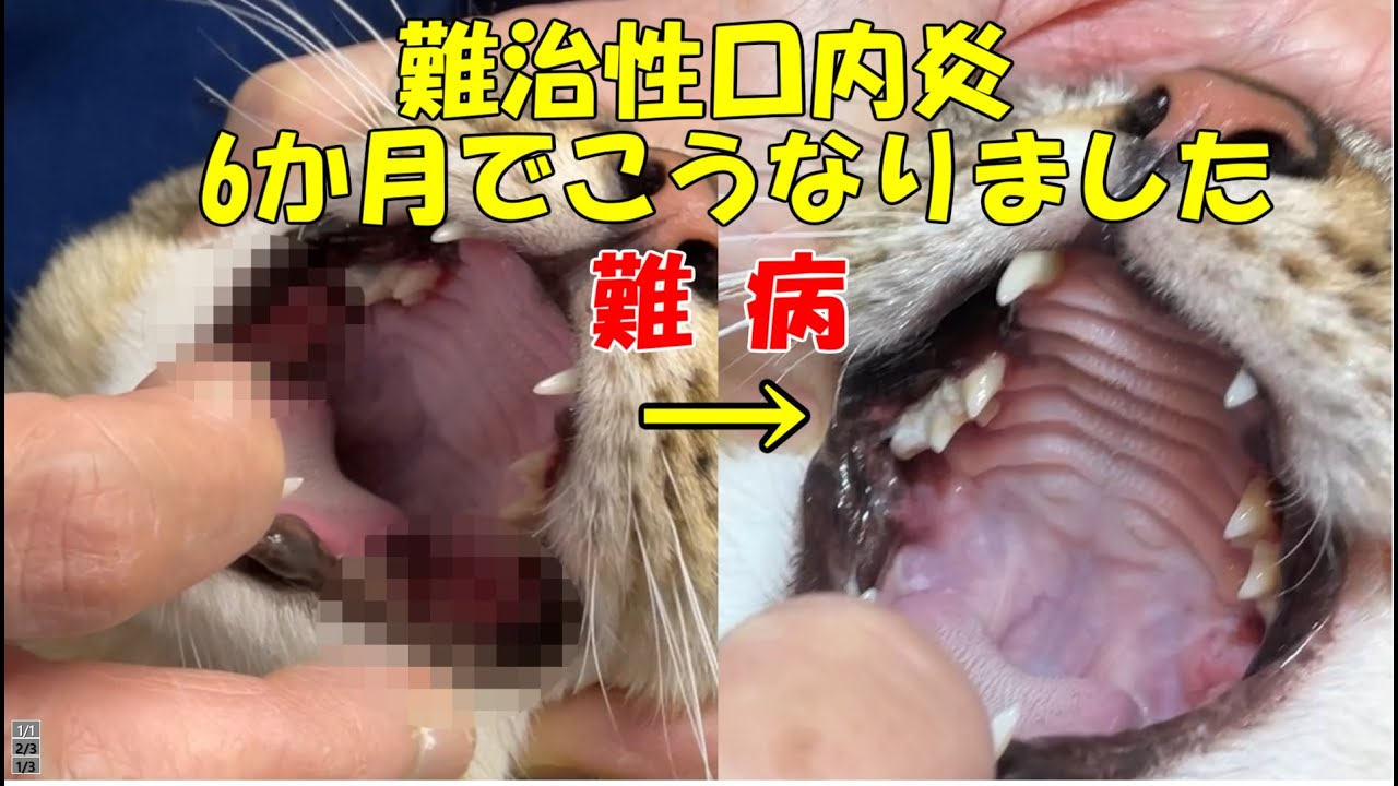 猫 口内炎 猫の難治性口内炎 6か月でこうなりました 難病との闘い 愛猫（任三郎）が発症してしまいました。健康な猫ちゃんも必ず見守ってあげて下さい。＃口内炎＃保護猫＃子猫＃kuromomo12345