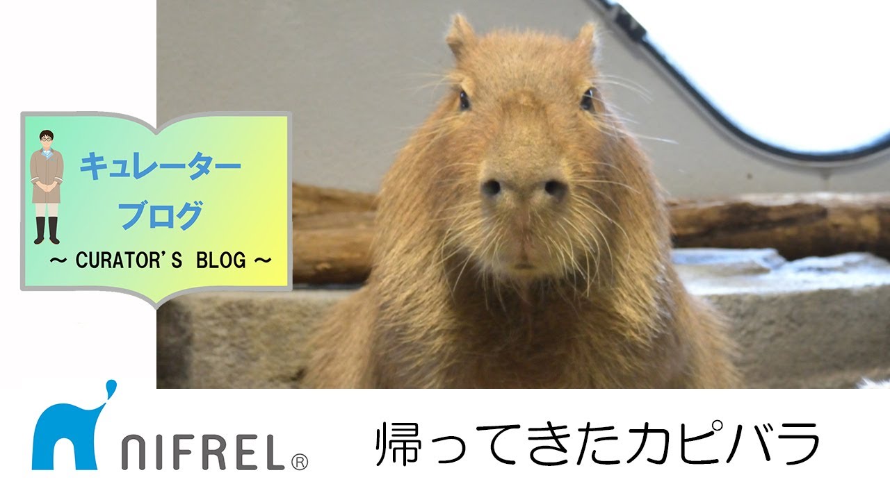 ニフレル キュレーターブログ年10月18日号用動画 口から舌がでているよ Youtube