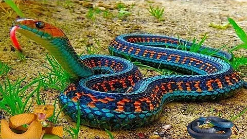 10 Most Beautiful Snakes in the World | Stunning Serpents You Won’t Believe Exist!