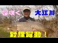 桜咲き野鯉躍動!大江川