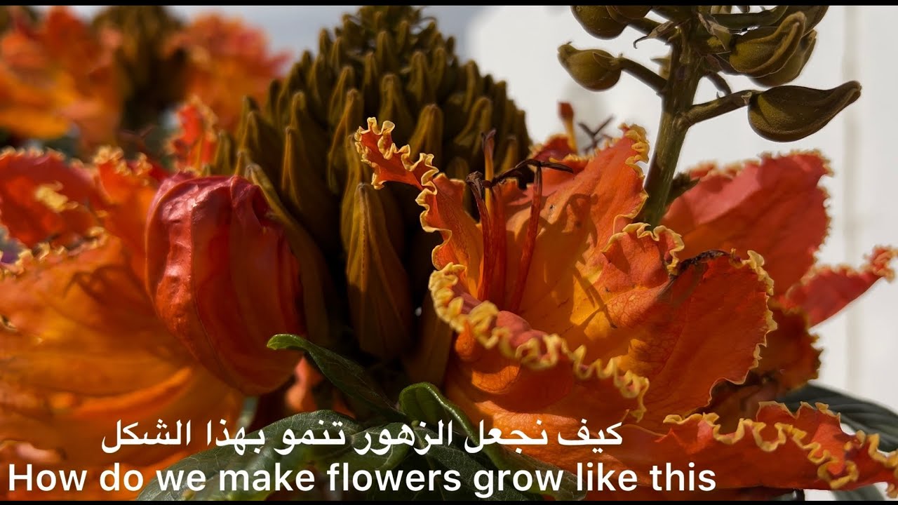 ‏كيف نجعل الزهور تنمو بهذا الشكل \ How do we make flowers grow like this
