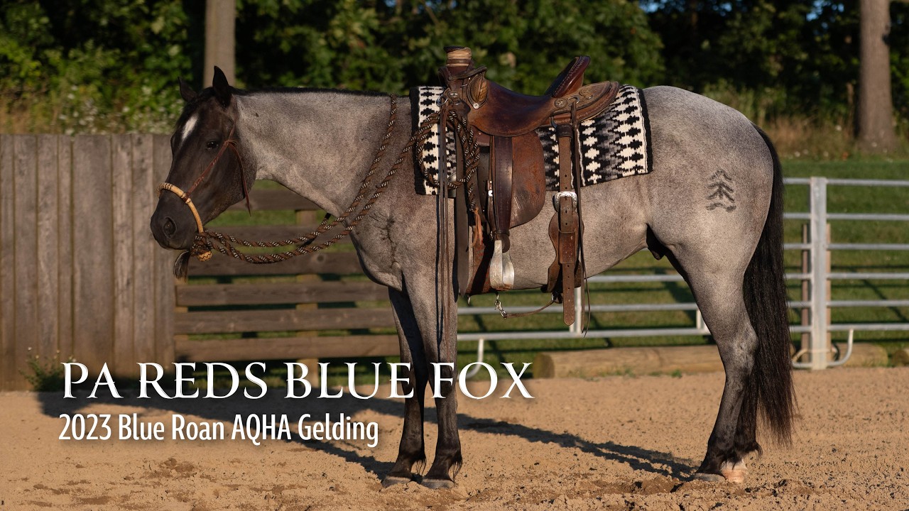 PA Reds Blue Fox, 2023 Blue Roan AQHA Gelding | Solidly trained