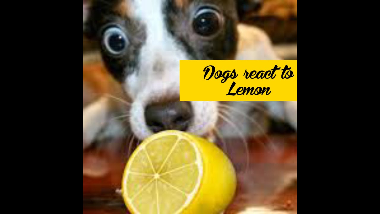Funny dogs - Dogs funny react to lemon compilation # 1 | Let's Watch