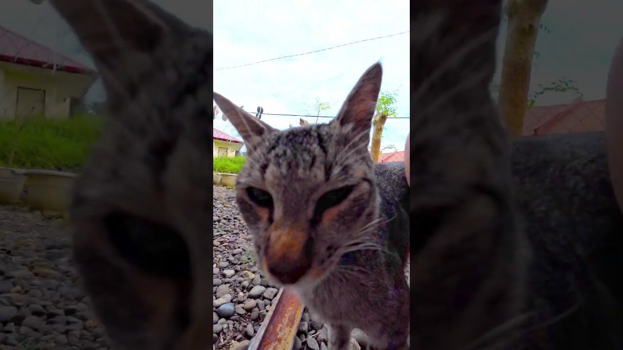 Fur-ever grateful for this bundle of joy 