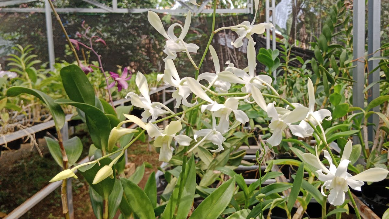 Live anggrek Dendrobium jadulan, hybrid baru