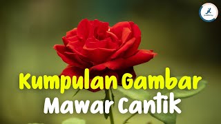 KUMPULAN GAMBAR BUNGA MAWAR CANTIK | BEAUTIFUL ROSES