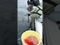 【相模湾キハダ】サメ被害！ #キハダマグロ #fishing #相模湾 #釣り #コマセマグロ