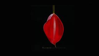 Harmonica Sunrise - Sunrise「OFFICIAL AUDIO」