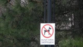 Собака бывает Собака бывает