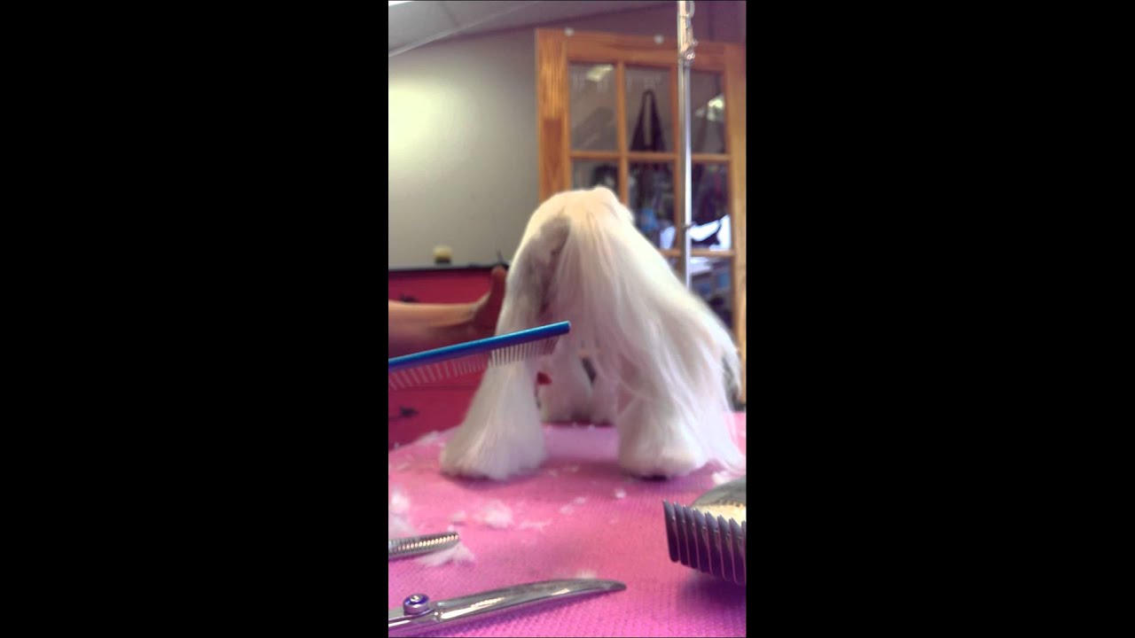 How to groom Asian Style Flared legs on drop coated breed YouTube