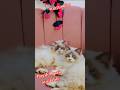 Royal Persian ADORABLE 💥 KITTENS FOR SALE!" #shorts #viral #trending#song#dance #ytshorts#bollywood