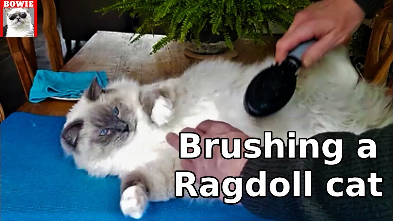 furminator ragdoll