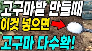 고구마밭 만들때 이것 넣으면 대박! 고구마가 주렁주렁 대박납니다!